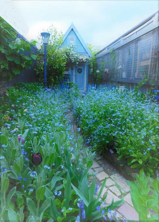 ワスレナグサの花園 | ようこそブルーガーデンへ - 楽天ブログ