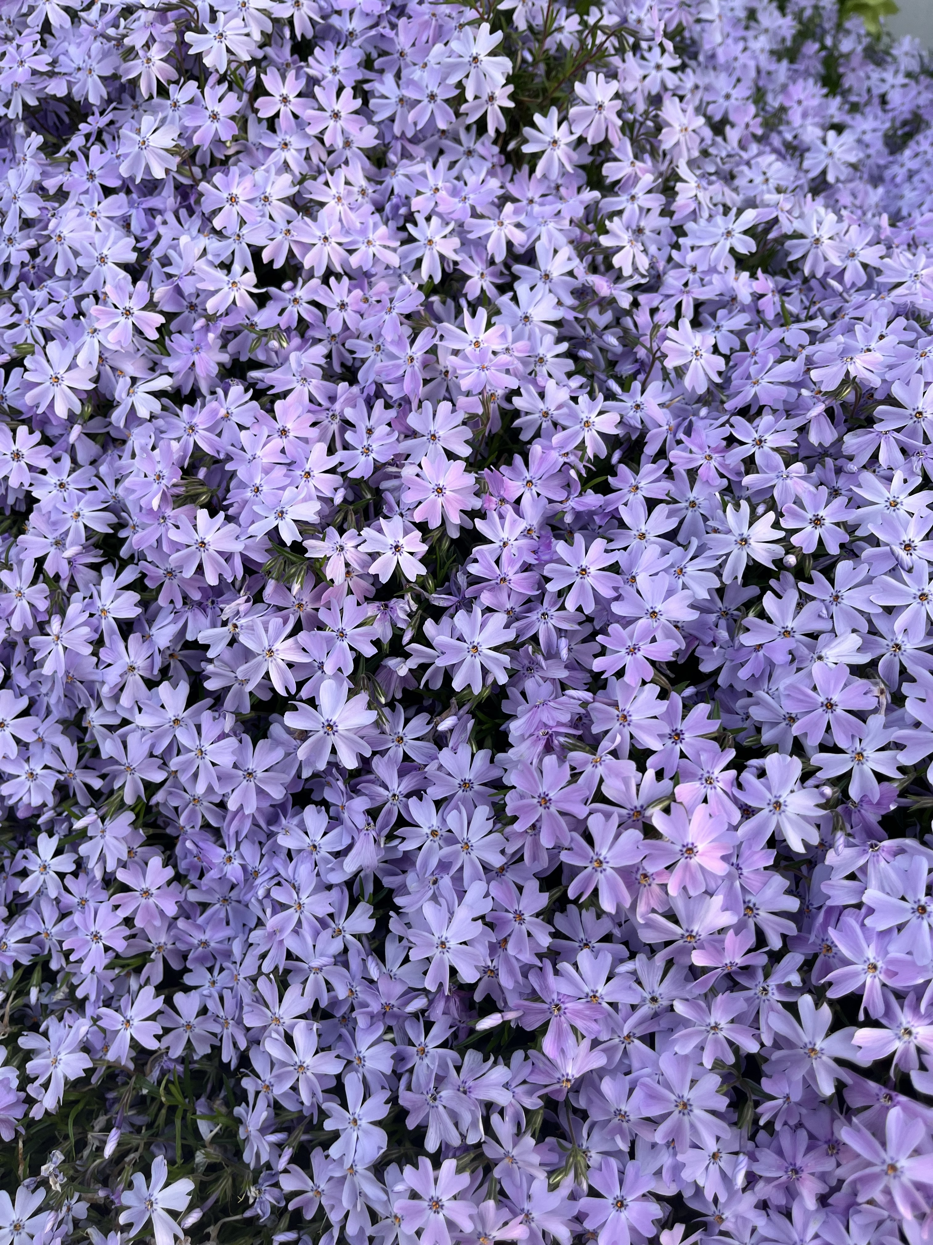 ゆっくりゆぅゆうのブログ