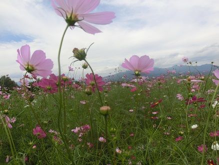 鼻高展望花の丘のコスモス 百日草 牧場のアイス 寿司ランチ 静かな時が流れる 風の庭 楽天ブログ