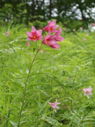 紅花.JPG