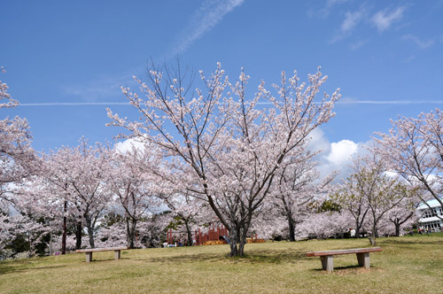 桜２