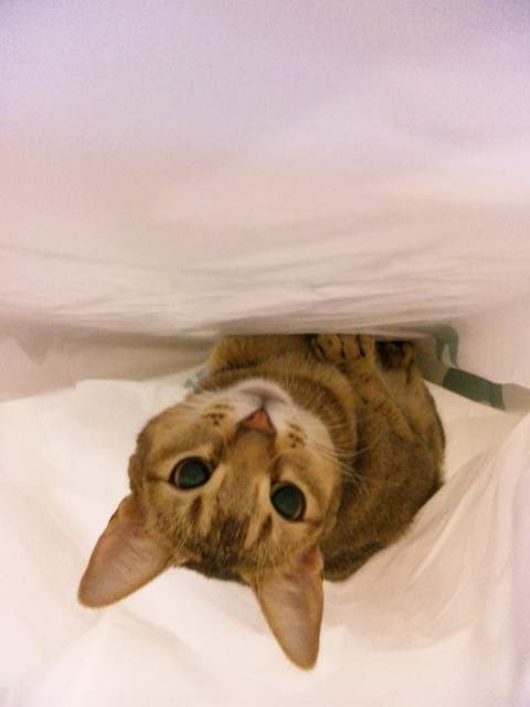 本日のロマネちゃん