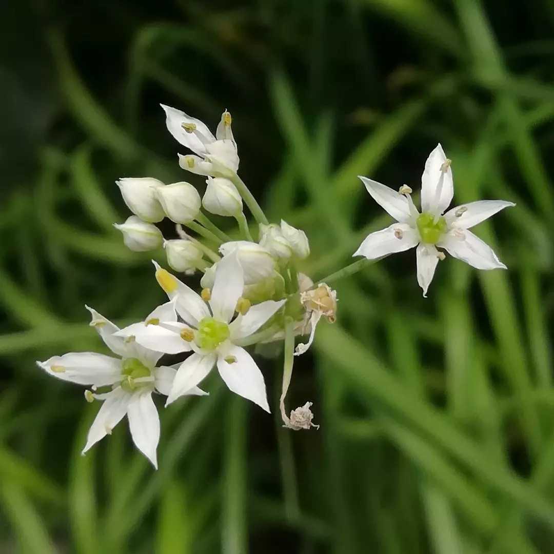 韮の花 びいとるのブログ 楽天ブログ