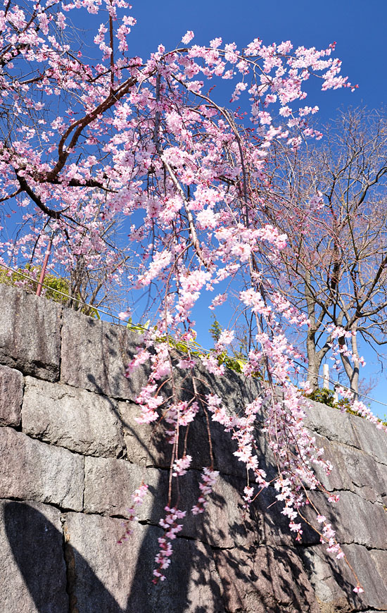 桜２