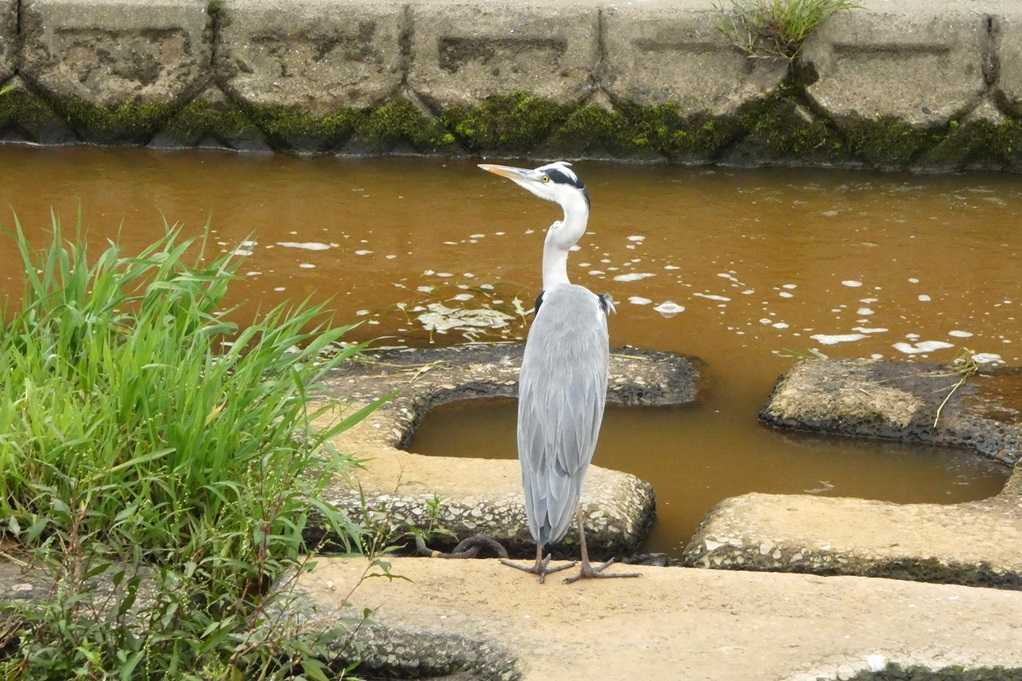515