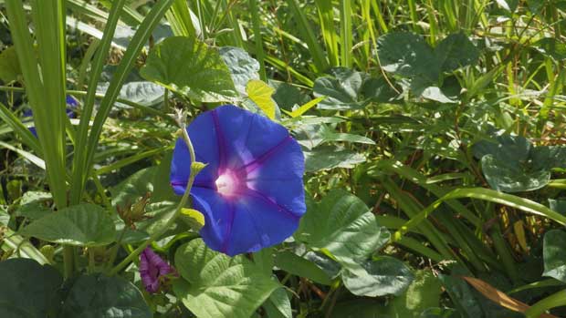 20150610アサガオ1.jpg