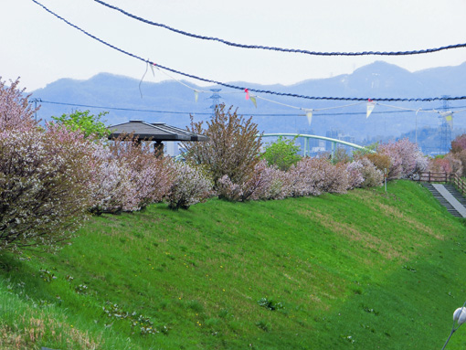 20130624軽川の桜