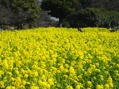 浜離宮恩賜庭園の菜の花