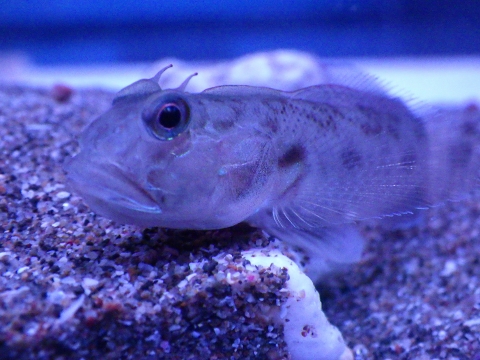 カマヒレマツゲハゼ（Oxyurichthys cornutus）4