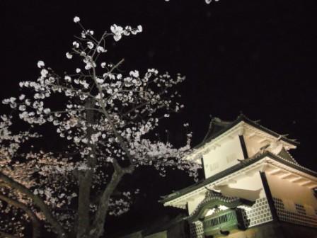 2013金沢城と桜.jpg