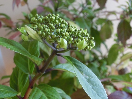 冬咲きアジサイ