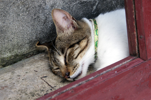 窓枠に隠れて眠る猫