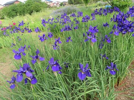 銀葉ロータスクレティクスとネメシア アカシアの花の天ぷら 静かな時が流れる 風の庭 楽天ブログ