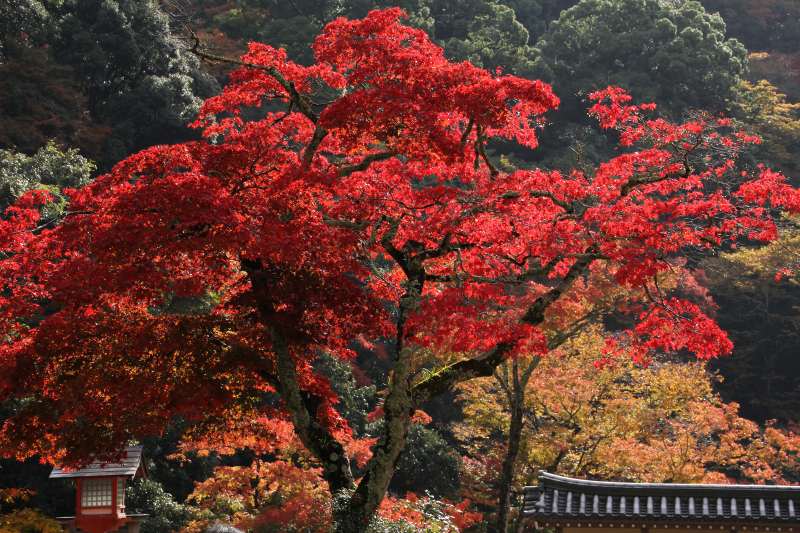 箕面公園_5-3.jpg