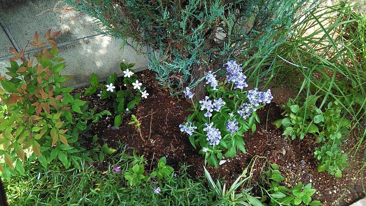 南花壇の花 Miraiの庭 つれづれに 楽天ブログ