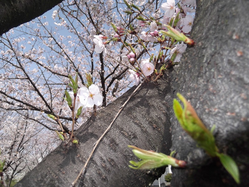 DSCF1389.jpg