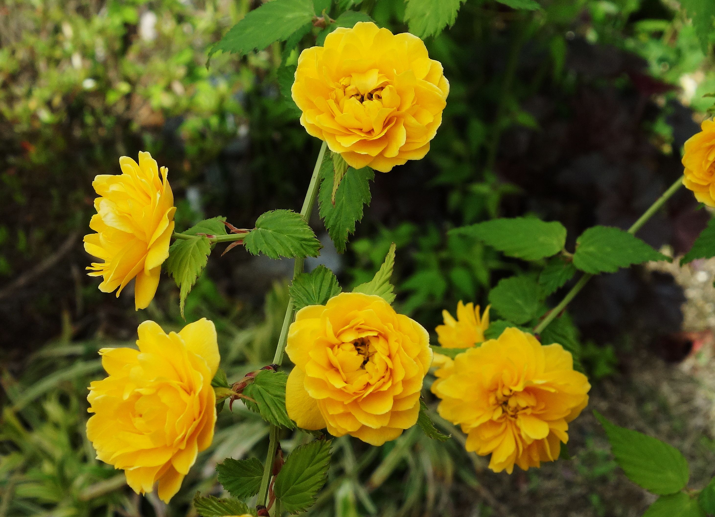 山吹が綺麗に咲きました どじょう家族の日記 楽天ブログ