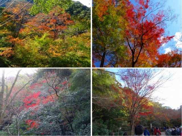 151128momiji2.jpg