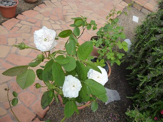 P1180641ss.jpg