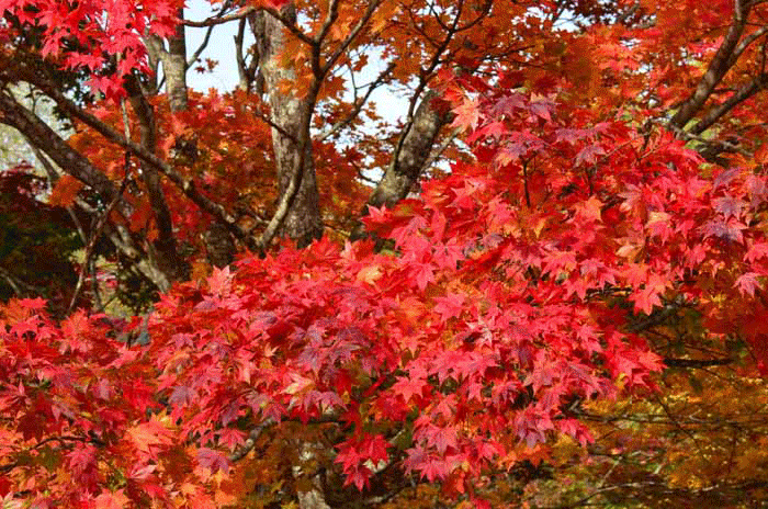 福原山荘紅葉 | 十勝よろず写真館 - 楽天ブログ