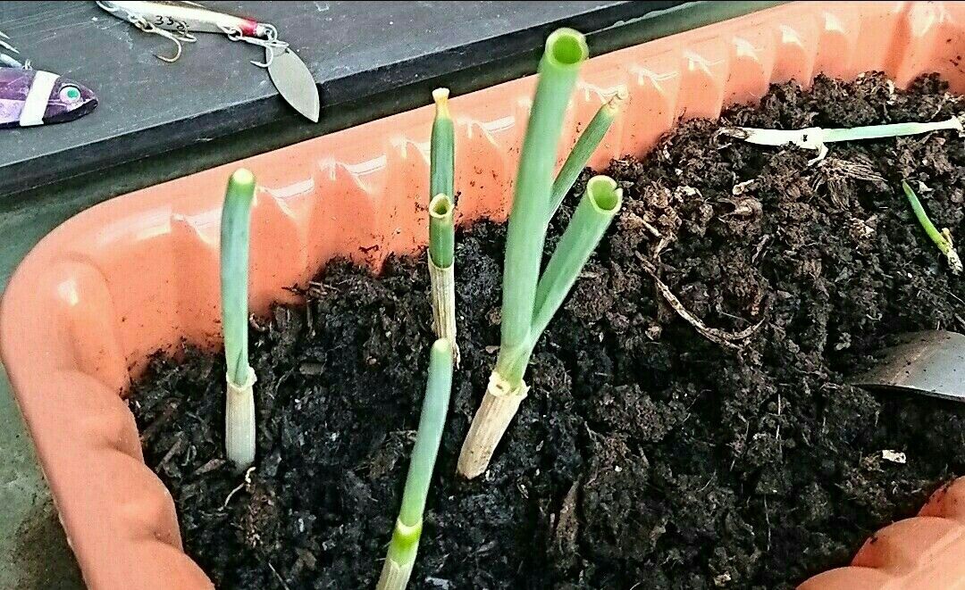 ポタージュオムレツと勝手に家庭菜園 夜空に輝く一番星 楽天ブログ ポタージュオムレツと勝手に家庭菜園 夜空に輝く一番星 楽天ブログ