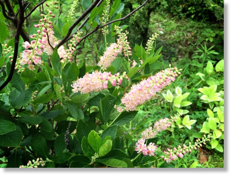 アメリカリョウブ