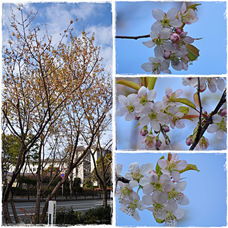 桜4枚.jpg