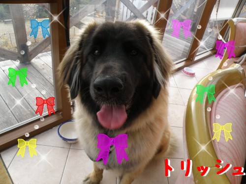 ﾄﾘｯｼｭ.JPG