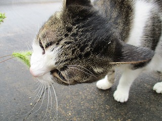 IMG_0562ss.jpg