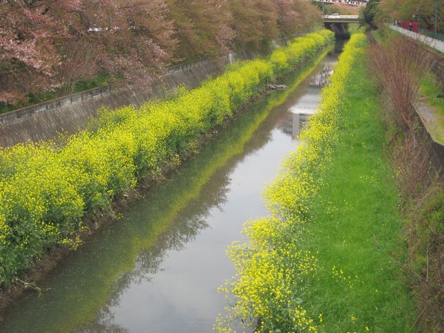 秋ヶ瀬緑道_1022.jpg