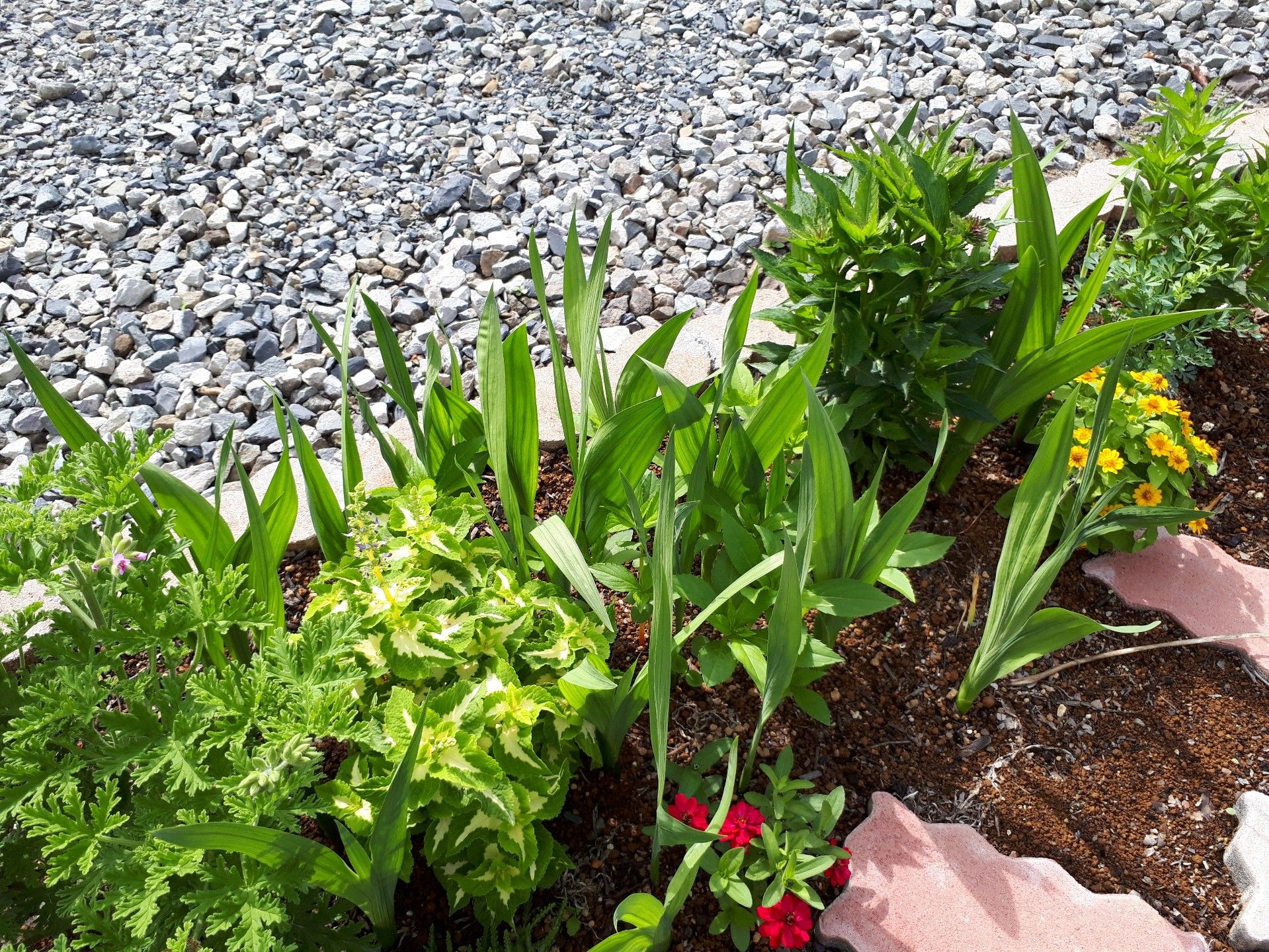 グラジオラスは葉がしっかりしてきて デルフィニウムはまた芽吹きました ゆるふわgarden お野菜とお花たちと日々の出来事 楽天ブログ