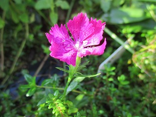 IMG_1428ss.jpg