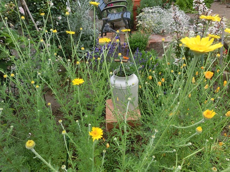 ダイヤーズカモミール