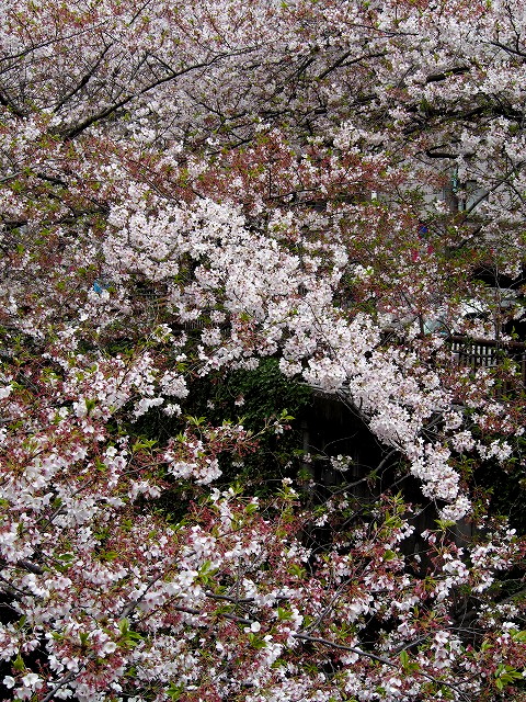 P4080032.jpg