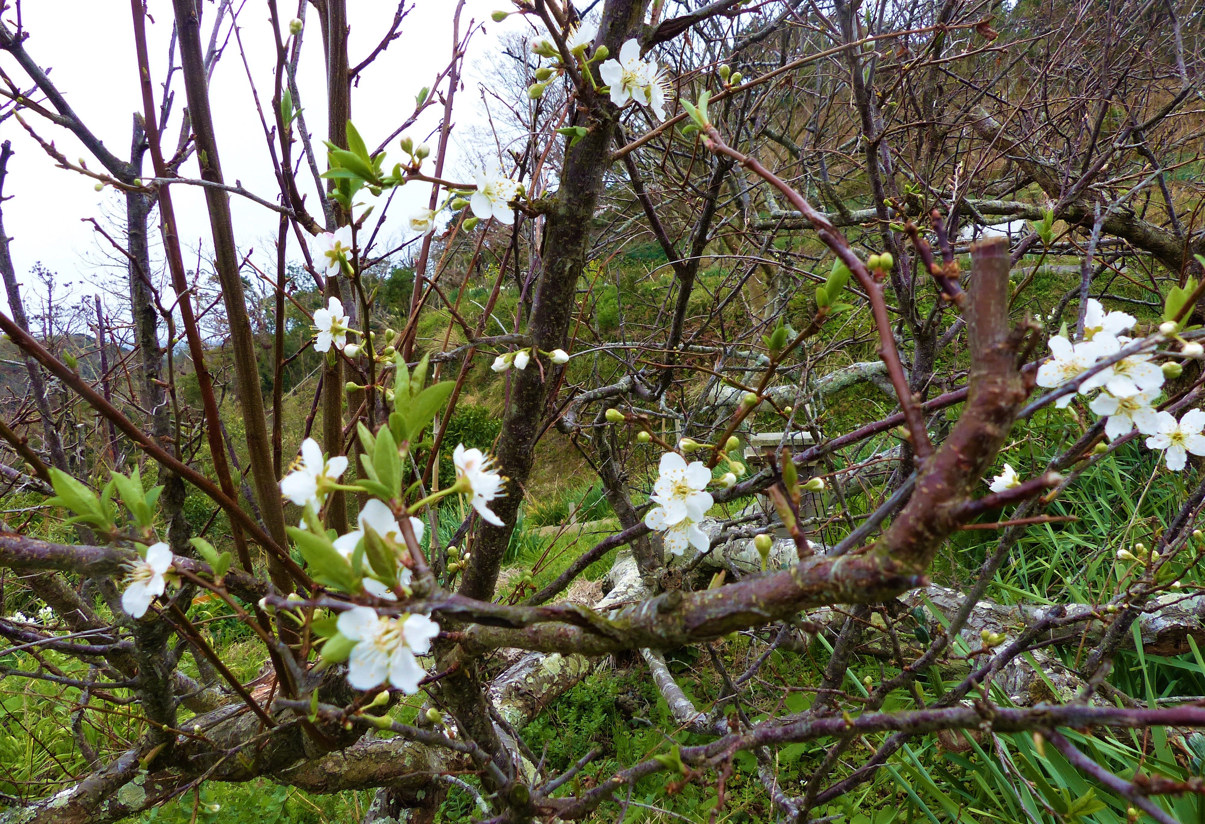 プラムの花が 複数咲いて 実が期待できそうです オープンガーデン 楽天ブログ