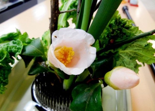 椿の花を活ける 花と蕎麦とリハビリと 楽天ブログ