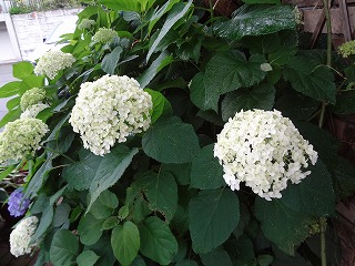 DSC01491.jpg