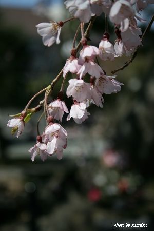 2012 Sakura　鎌倉・本覚寺 しだれ桜