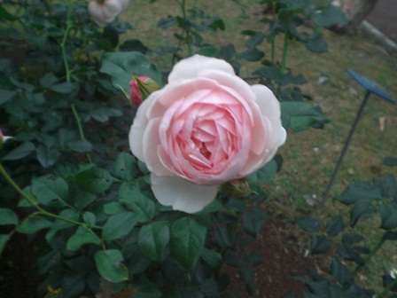 CIMG8670.JPG