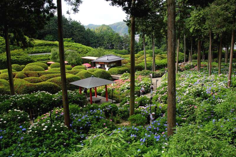 三室戸寺庭園_002.jpg