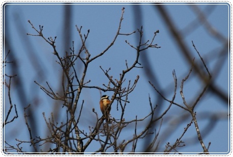 森林公園-24 ヤマガラ 13.3.24