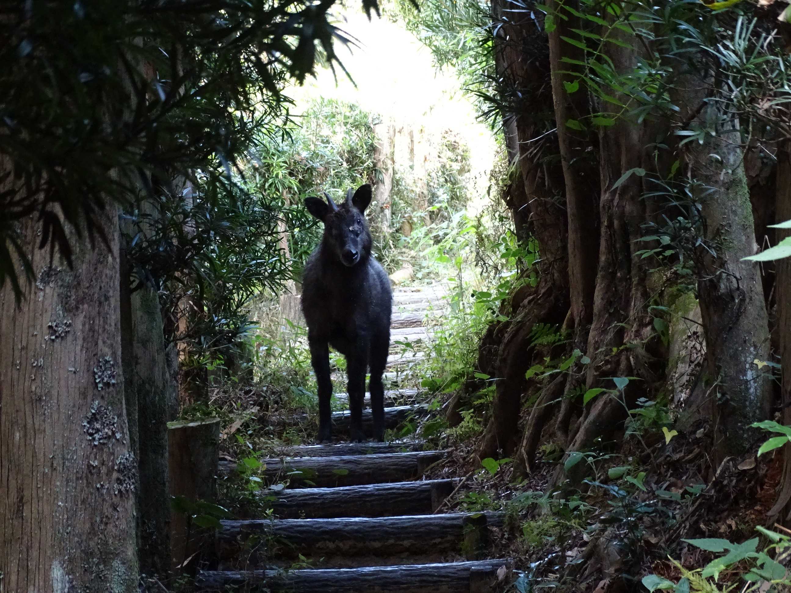 サラと梶原山から帆掛山へ～ 2022.11.6 | 隊長さんの山ある記 - 楽天ブログ