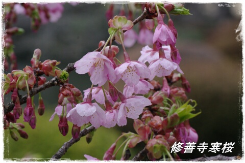 修善寺寒桜1