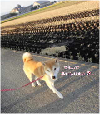 こげこげ2.jpg