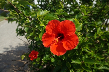 DSC01519.JPG