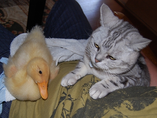 DSC_0069.JPG