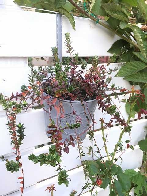 ガーデニング の記事一覧 楽しい庭作り 楽天ブログ