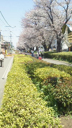 さがみ野の桜２