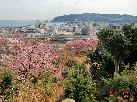 春らんまん、伊東公園 009.jpg