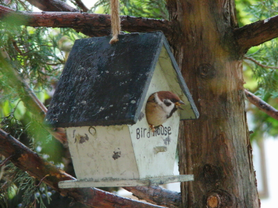 2015-10-09suzume (1).JPG